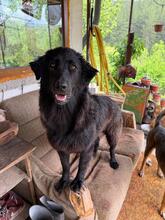EMMA, Hund, Mischlingshund in Bulgarien