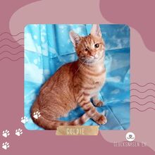 GOLDIE, Katze, Europäisch Kurzhaar in Bulgarien