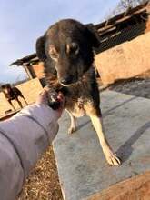 RAVENNA, Hund, Mischlingshund in Rumänien