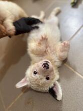 MUCKI, Hund, Mischlingshund in Rumänien