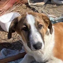 SPARTA, Hund, Mischlingshund in Spanien