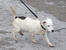 BJARTA, Hund, Mischlingshund in Kirtorf
