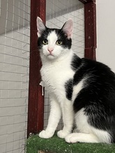 LOTTI, Katze, Hauskatze in Ungarn