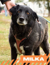 MILKA, Hund, Mischlingshund in Singen