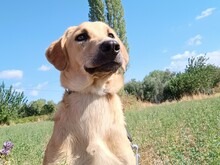 PETROS, Hund, Mischlingshund in Griechenland