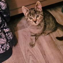 NASU, Katze, Europäisch Kurzhaar in Gelsenkirchen