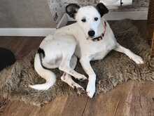 STROLCH, Hund, Mischlingshund in Isernhagen