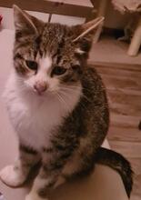 NILLE, Katze, Europäisch Kurzhaar in Gelsenkirchen