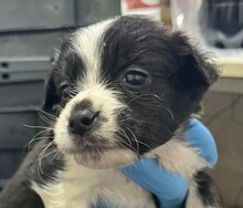 RUMI, Hund, Mischlingshund in Rumänien