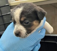 RUNA, Hund, Mischlingshund in Rumänien