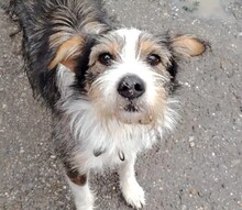 DÜSE, Hund, Mischlingshund in Rumänien