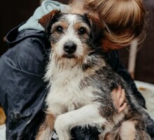 DÜSE, Hund, Mischlingshund in Bremen