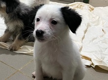 MULAN, Hund, Mischlingshund in Rumänien