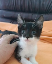 KYO, Katze, Europäisch Kurzhaar in Herdecke