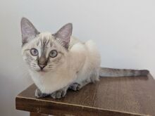 MIRA, Katze, Thai-Siam-Mix in Werdau