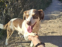 ELLA, Hund, Mischlingshund in Rumänien