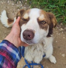 ELLA, Hund, Mischlingshund in Dorsten