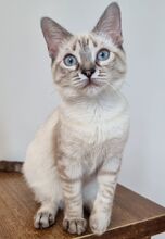 MARLENE, Katze, Thai-Siam-Mix in Werdau
