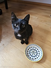 LASZLO, Katze, Europäisch Kurzhaar in Kirchheim