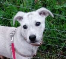 PEDRO, Hund, Mischlingshund in Slowakische Republik