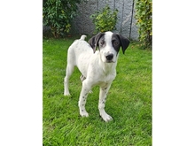 OLIVER, Hund, Mischlingshund in Neu-Anspach
