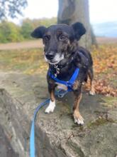 ISOKE BD05, Hund, Mischlingshund in Essen
