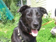 MASHA, Hund, Mischlingshund in Russische Föderation