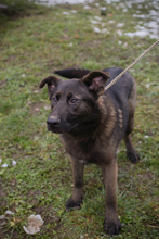 TITUS, Hund, Mischlingshund in Kroatien