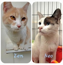 NEO, Katze, Europäisch Kurzhaar in Spanien