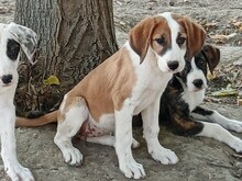 MUFFIN, Hund, Mischlingshund in Griechenland