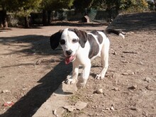 HECTOR, Hund, Mischlingshund in Griechenland