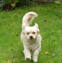 TEDDY, Hund, Retriever-Spitz-Mix in Siesbach