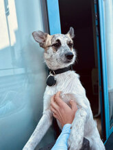 KLEO, Hund, Mischlingshund in Birstein