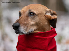 KIRA, Hund, Mischlingshund in München