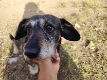 TACSI, Hund, Dackel in Heidelberg