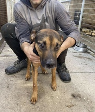 TAPSONY, Hund, Mischlingshund in Ungarn