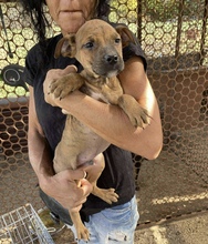 LATOR, Hund, Mischlingshund in Ungarn