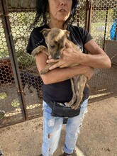 LIMBO, Hund, Mischlingshund in Ungarn