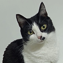 LOLA, Katze, Europäisch Kurzhaar in Spanien