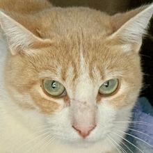 JENGIBRE, Katze, Europäisch Kurzhaar in Spanien