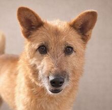 ELZA2, Hund, Mischlingshund in Slowakische Republik