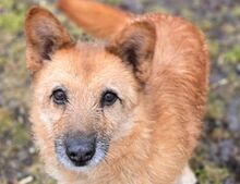 ELZA2, Hund, Mischlingshund in Sparneck