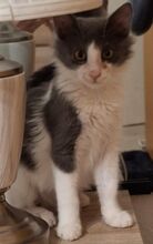 MIZOR, Katze, Hauskatze in Griechenland