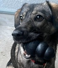 MIKA, Hund, Mischlingshund in München