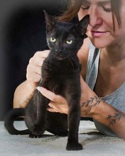 KRIS, Katze, Hauskatze in Portugal