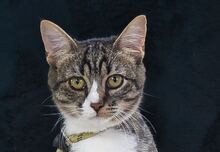 KIM, Katze, Hauskatze in Portugal