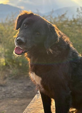 CAPTAINNEMO, Hund, Mischlingshund in Rumänien