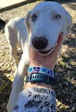 LOTTI, Hund, Mischlingshund in Alling