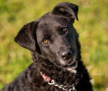 LEXI, Hund, Mischlingshund in Hohen Pritz