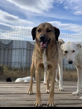 ROCKY, Hund, Mischlingshund in Rumänien